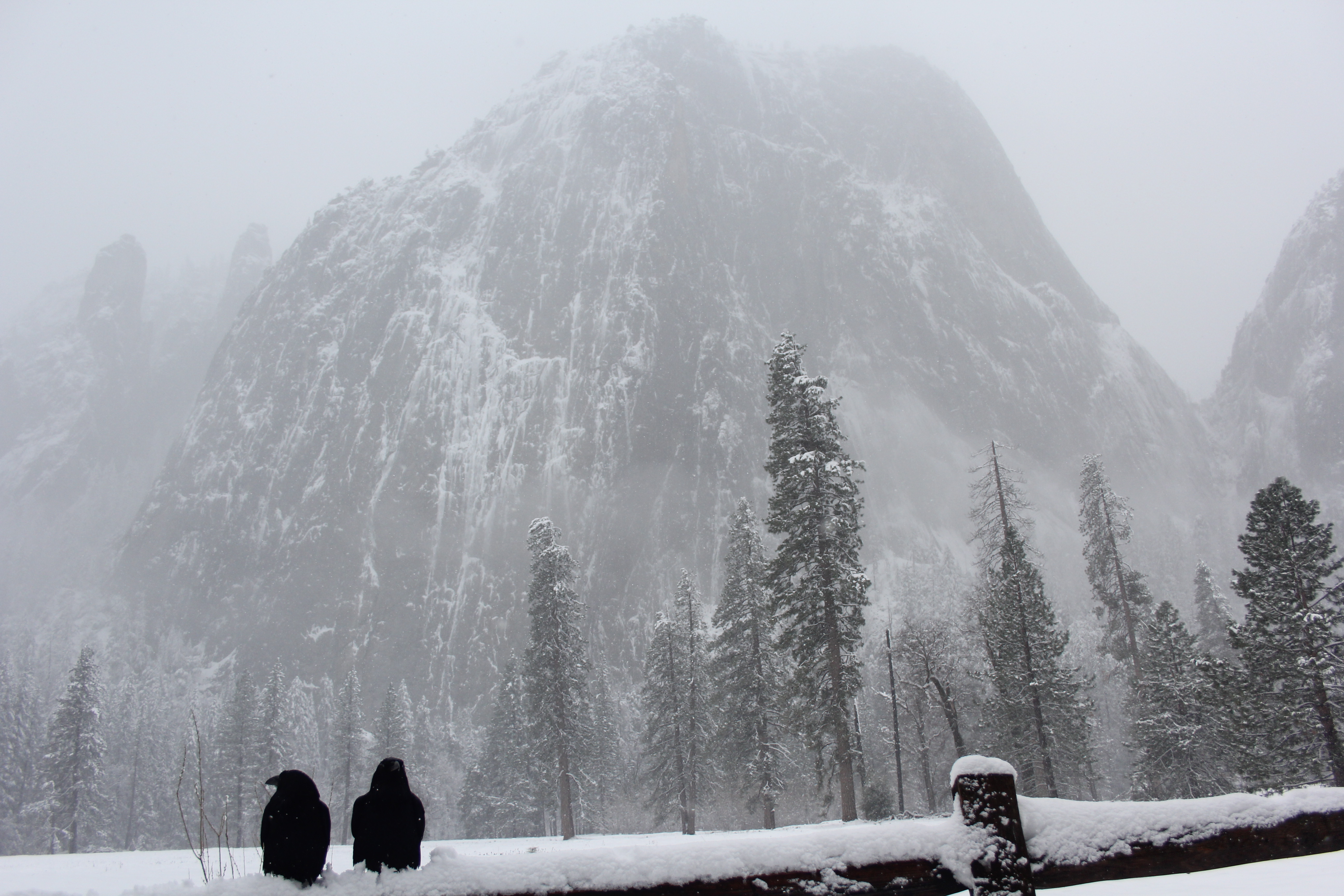 Ravens on snowy log with mountain